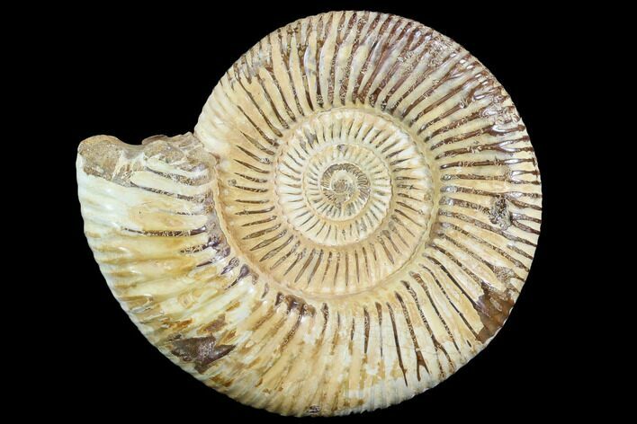 Perisphinctes Ammonite - Jurassic #90451